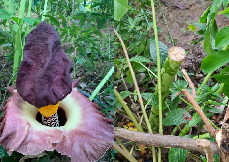 Corpse Flower Mysteriously Cut And Taken A Day After Sembawang MP s 